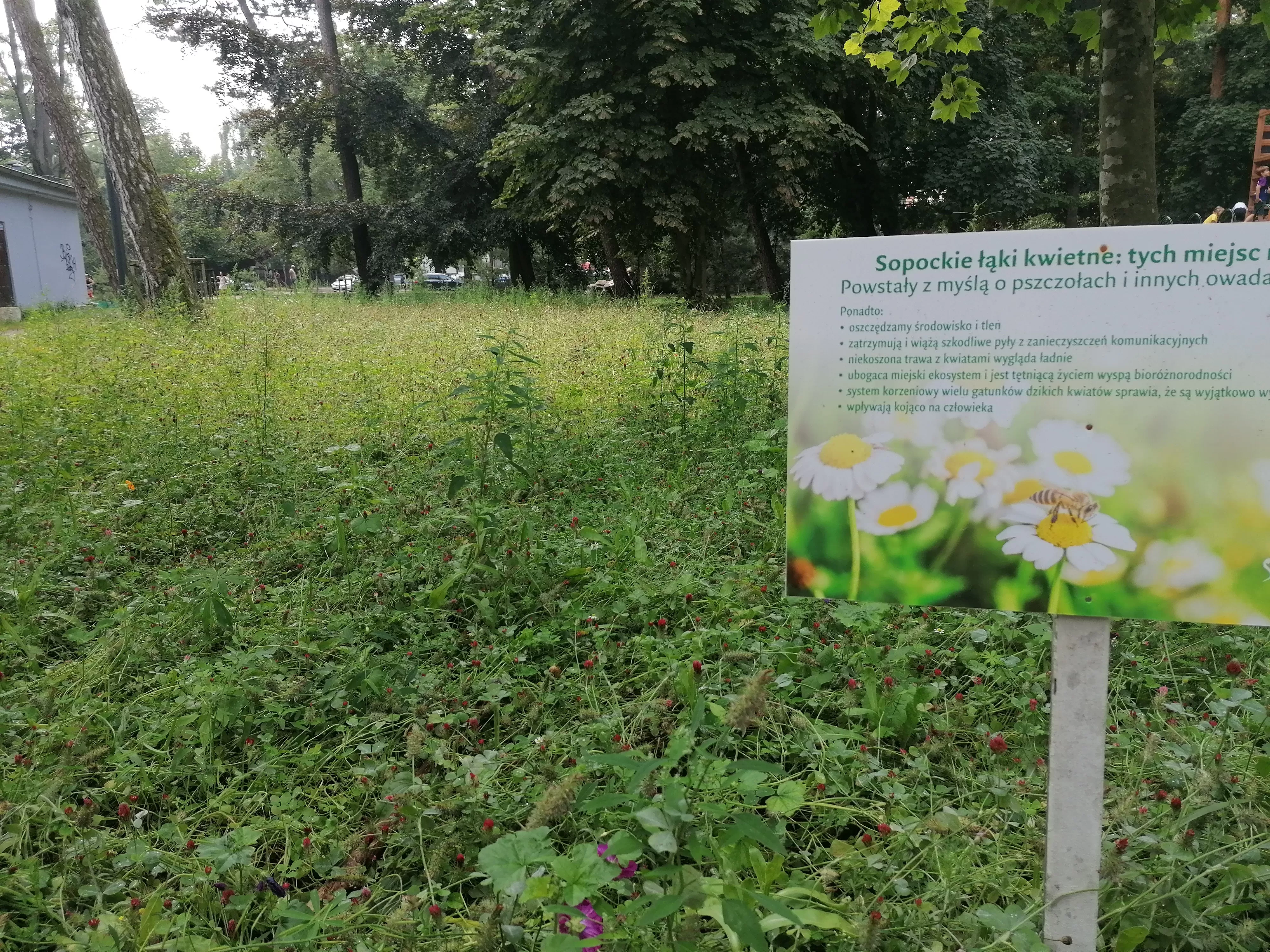 Piękne, naturalne, pożyteczne – łąki kwietne w Sopocie   