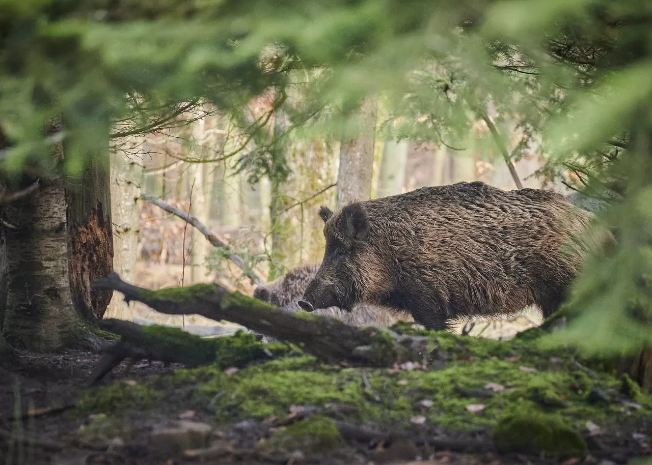 Widzisz martwego dzika - powiadom służby