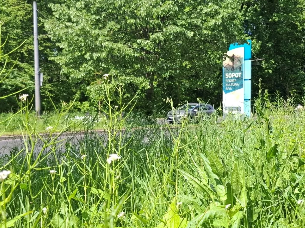 Sopot stawia na bioróżnorodność – mniej koszenia, więcej kwiatów i życia